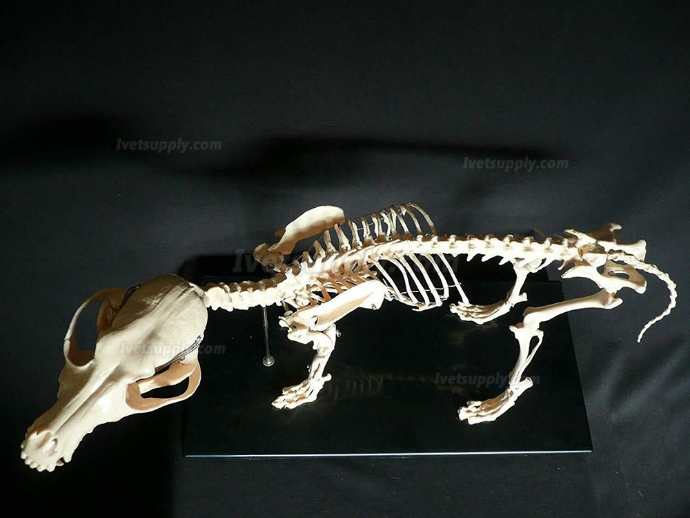 Dog Canine Skeleton Education Study Demonstration Model